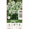 Agapanthus White