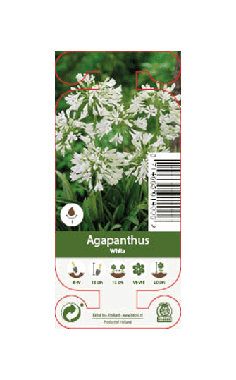 Agapanthus White