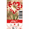 Nature Amaryllis Amorita Esus