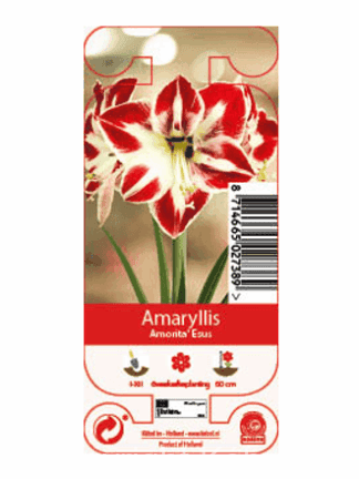 Nature Amaryllis Amorita Esus