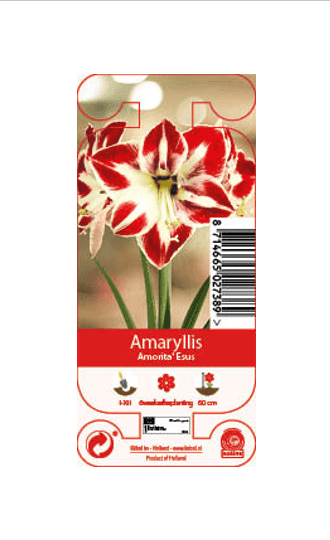 Nature Amaryllis Amorita Esus