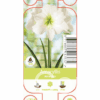 Nature Amaryllis Antarctica