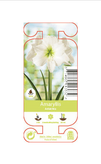 Nature Amaryllis Antarctica