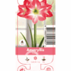 Nature Amaryllis Exposure