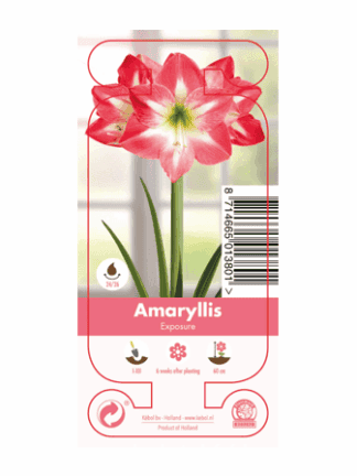 Nature Amaryllis Exposure