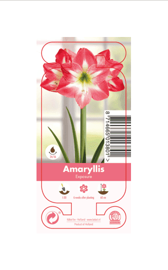 Nature Amaryllis Exposure