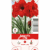Nature Amaryllis Red Lion