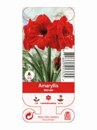 Nature Amaryllis Red Lion