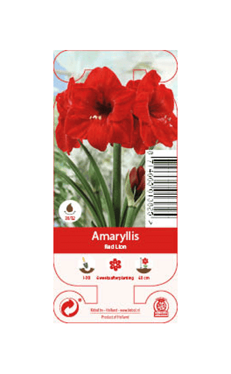 Nature Amaryllis Red Lion