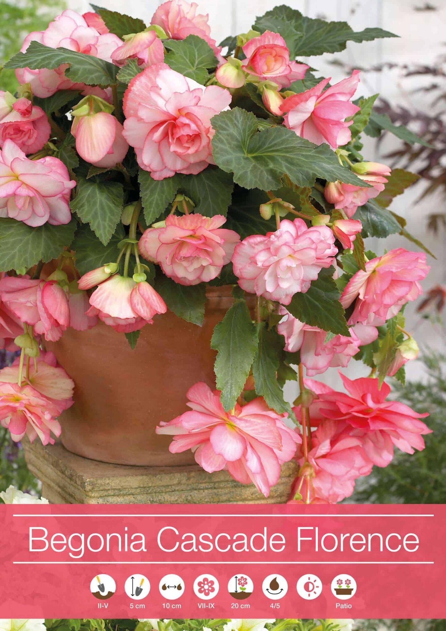 Begonia Cascade Florence