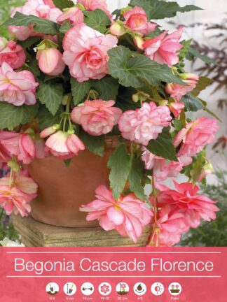 Begonia Cascade Florence
