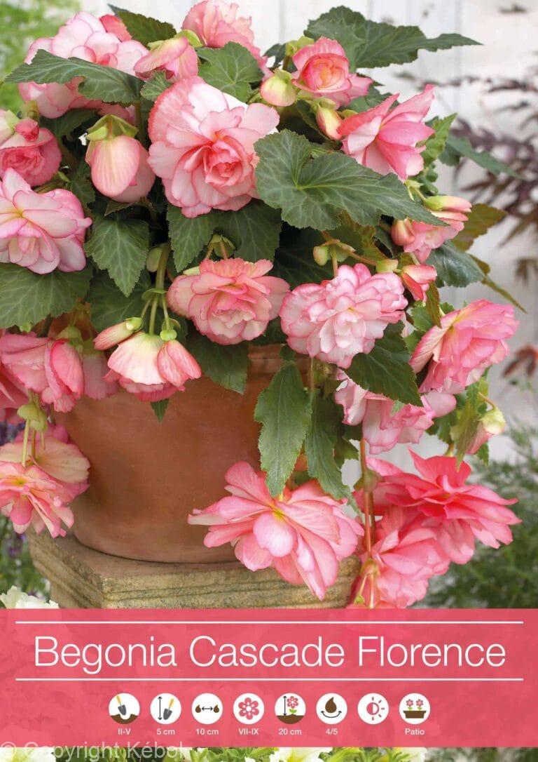 Begonia Cascade Florence