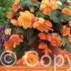 Begonia Cascade Sunray