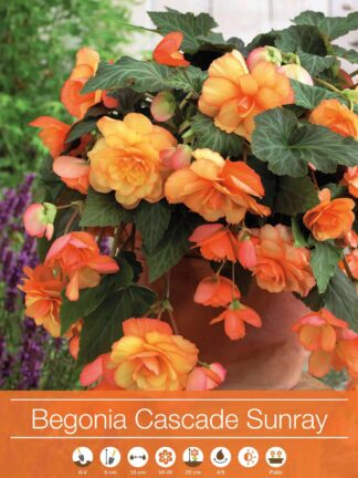 Begonia Cascade Sunray