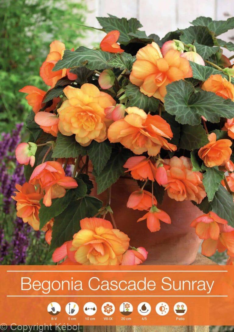 Begonia Cascade Sunray