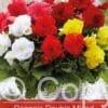Begonia Double Mixed