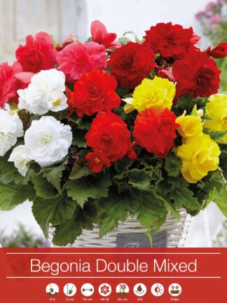 Begonia Double Mixed