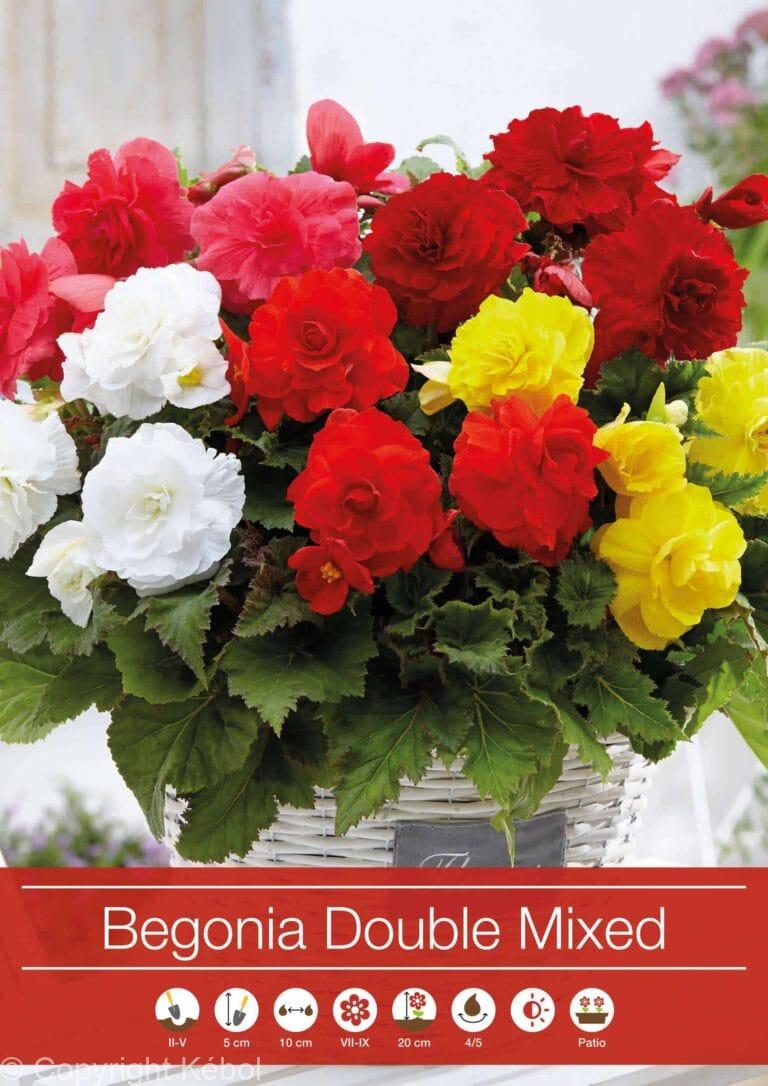 Begonia Double Mixed