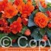 Begonia Double Orange