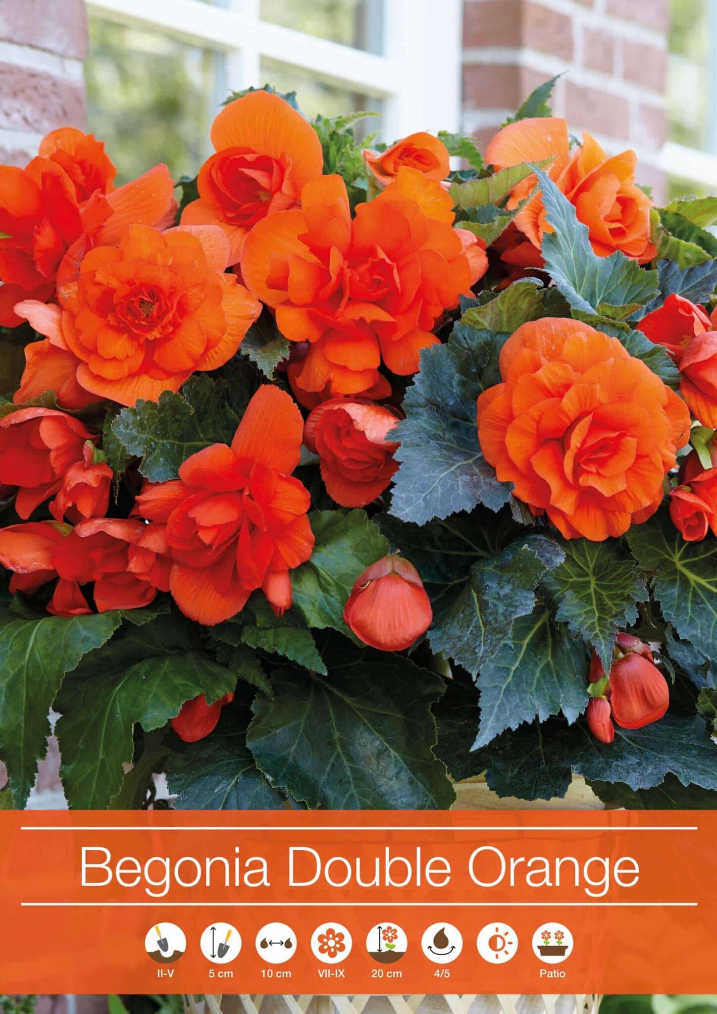Begonia Double Orange