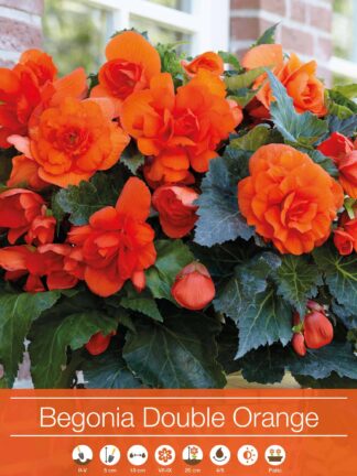 Begonia Double Orange