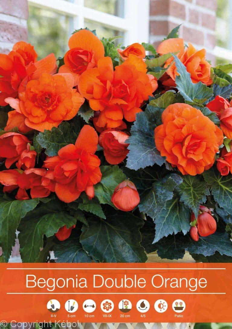 Begonia Double Orange