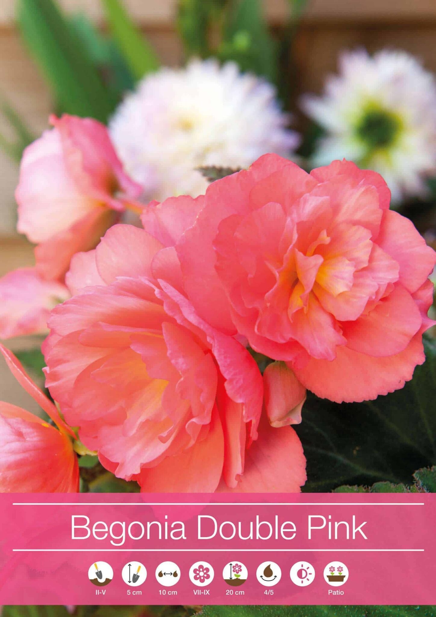 Begonia Double Pink