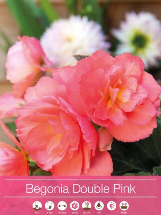 Begonia Double Pink