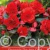 Begonia Double Red