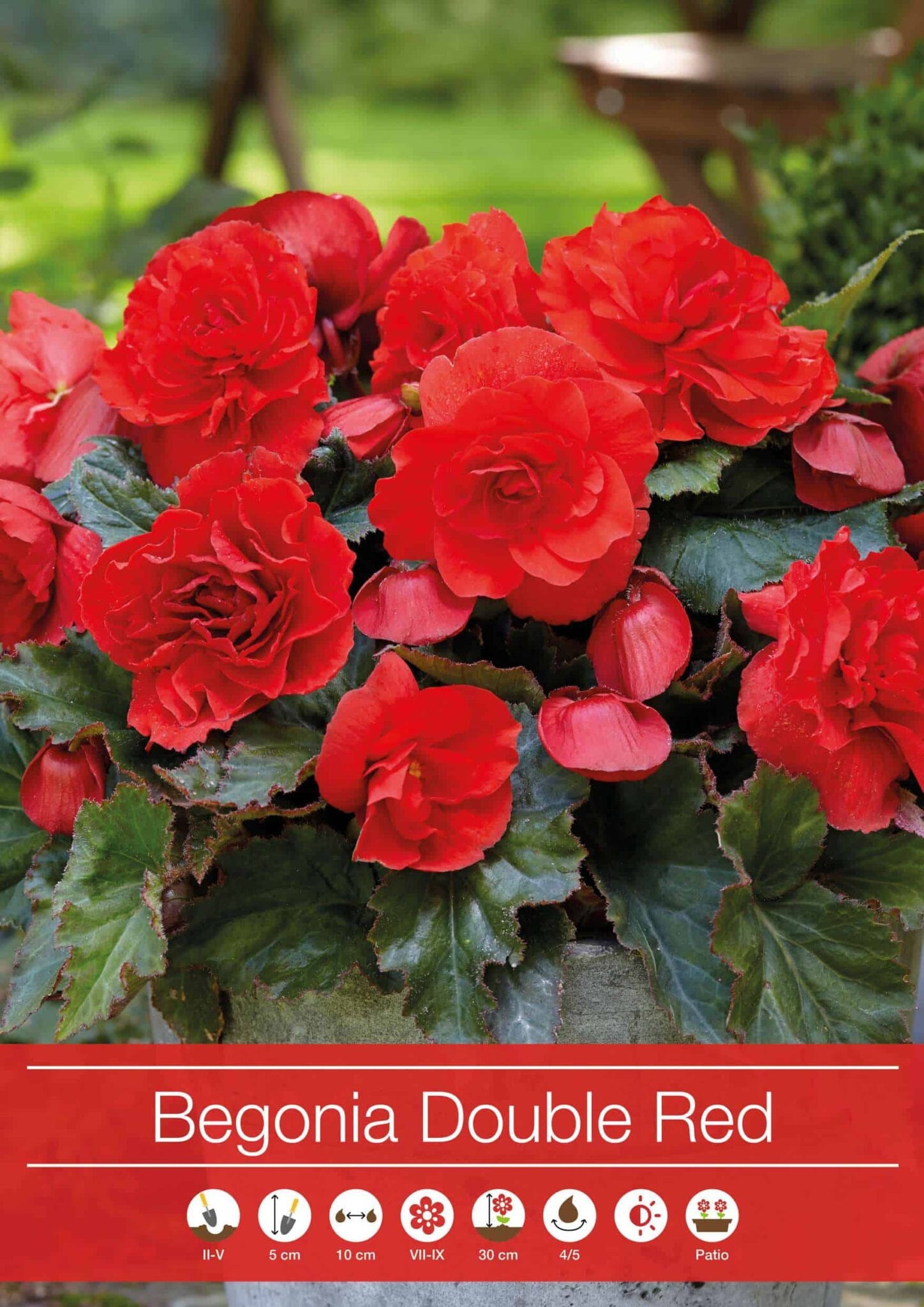 Begonia Double Red