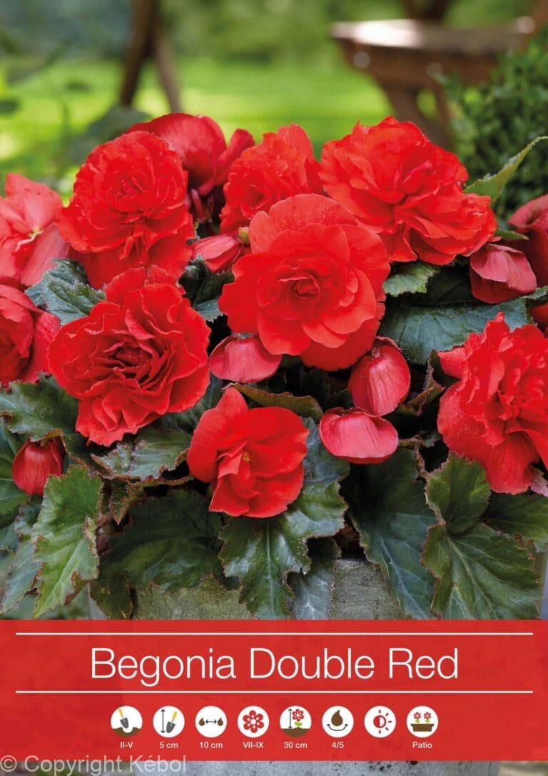 Begonia Double Red