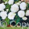 Begonia Double White