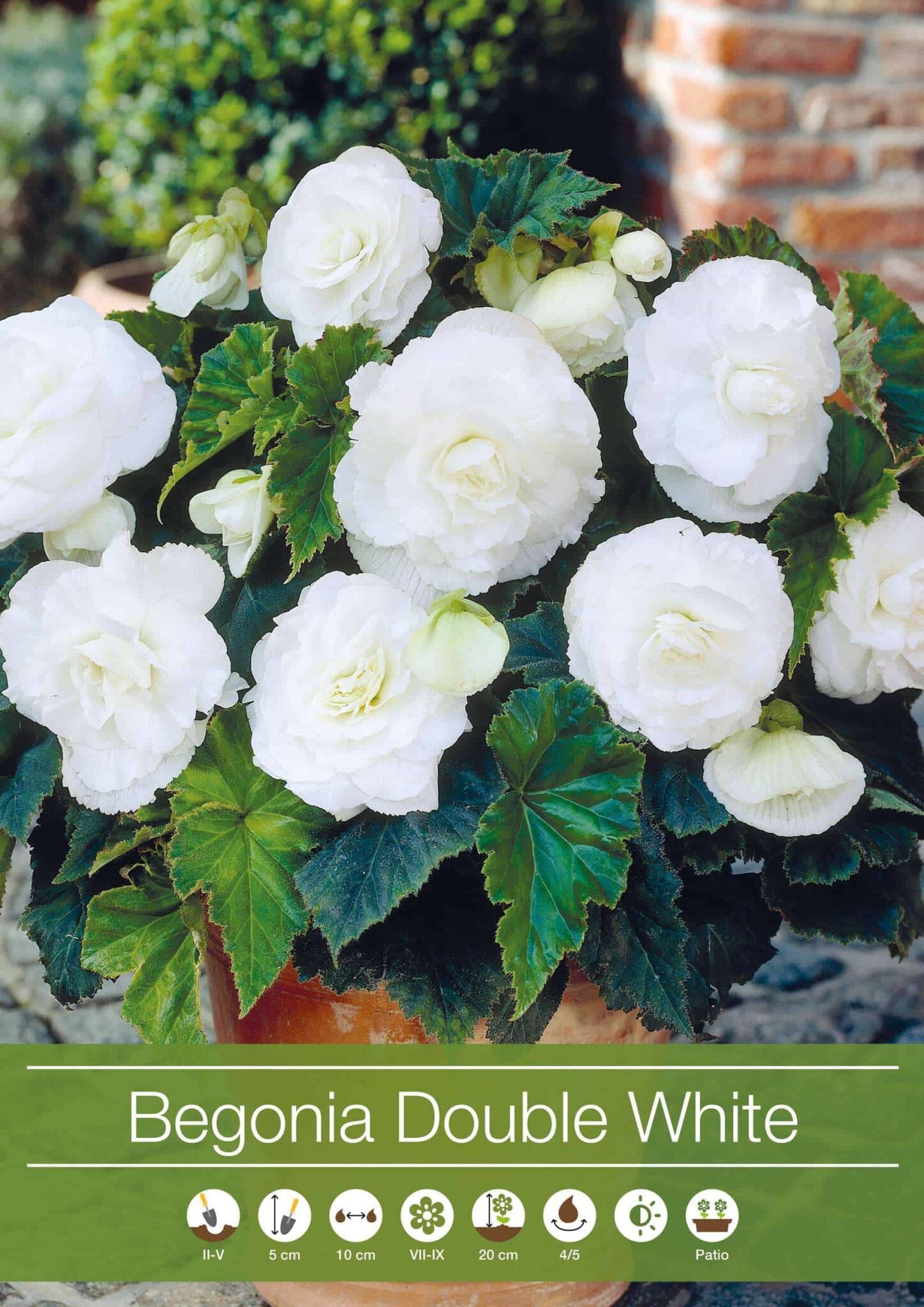 Begonia Double White