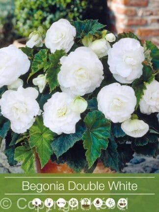Begonia Double White