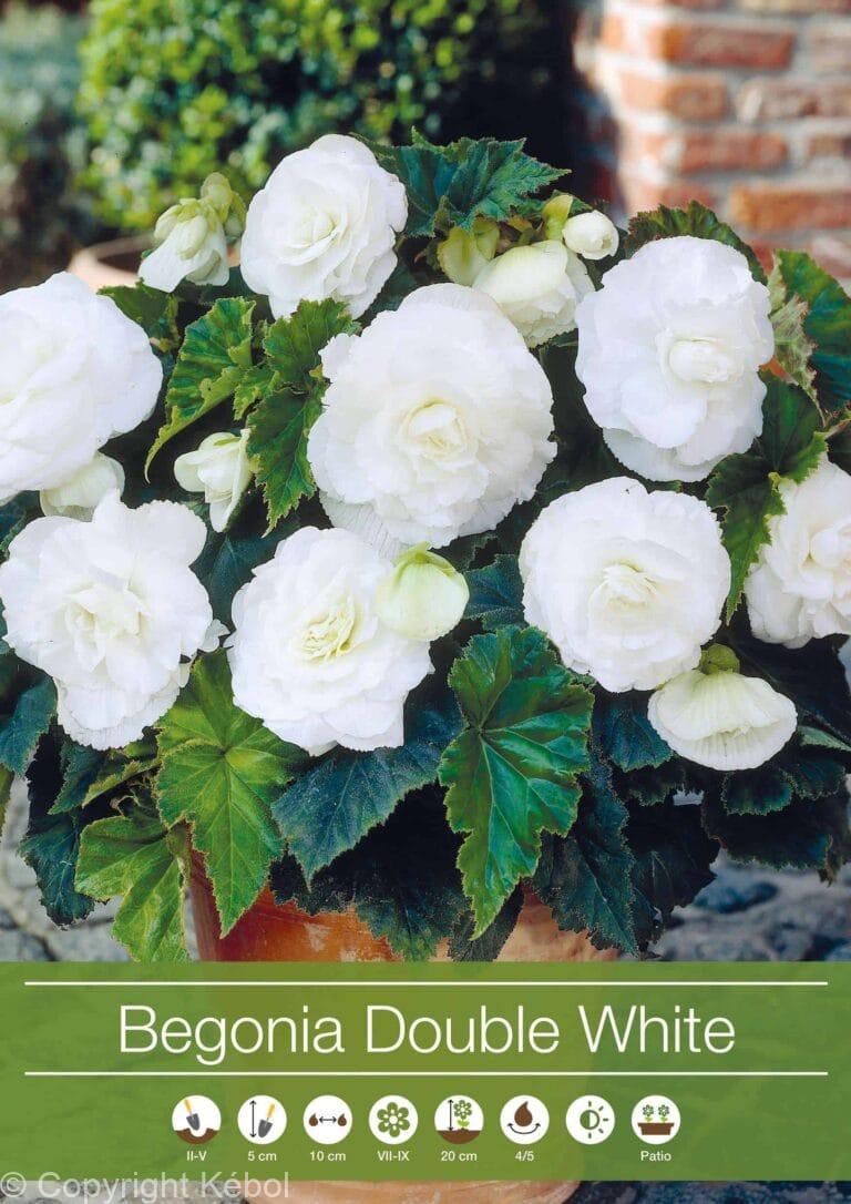 Begonia Double White