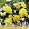 Begonia Double Yellow