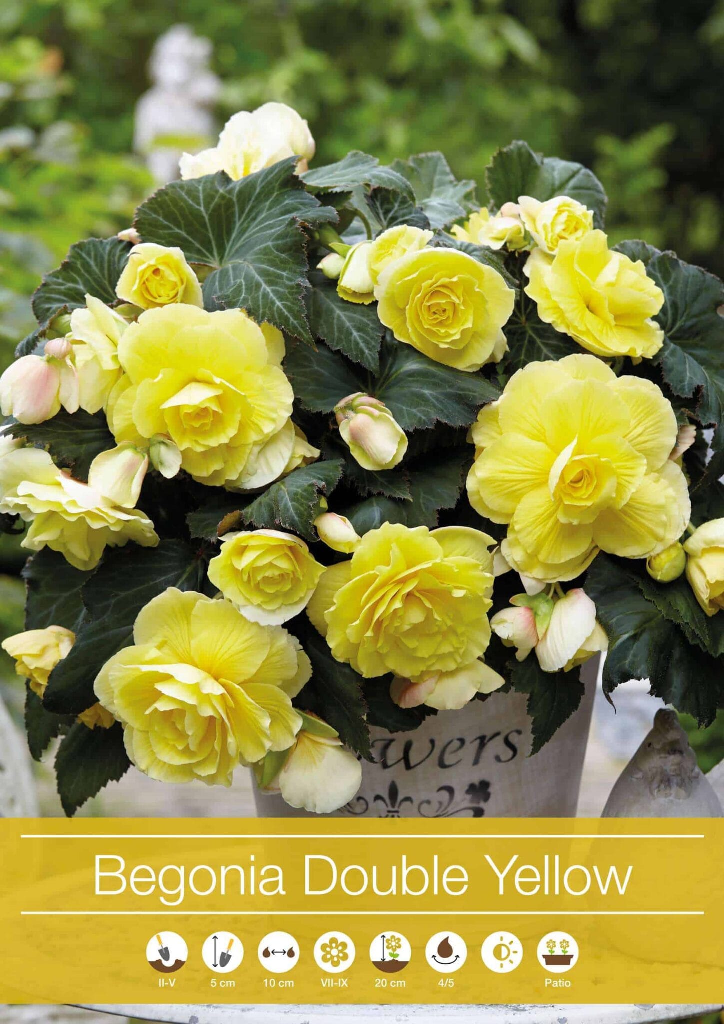 Begonia Double Yellow