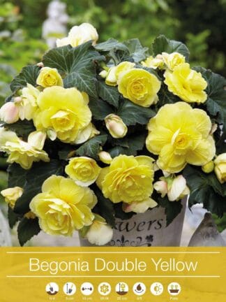 Begonia Double Yellow