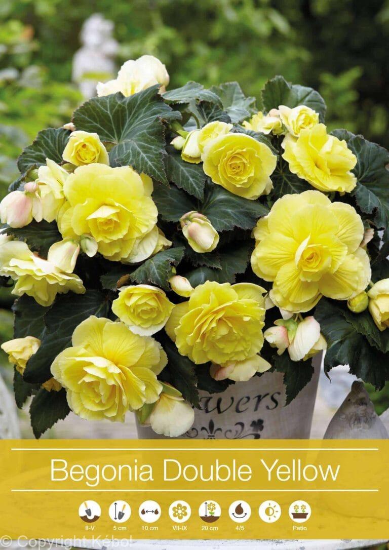 Begonia Double Yellow