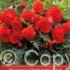 Begonia Fimbriata Red