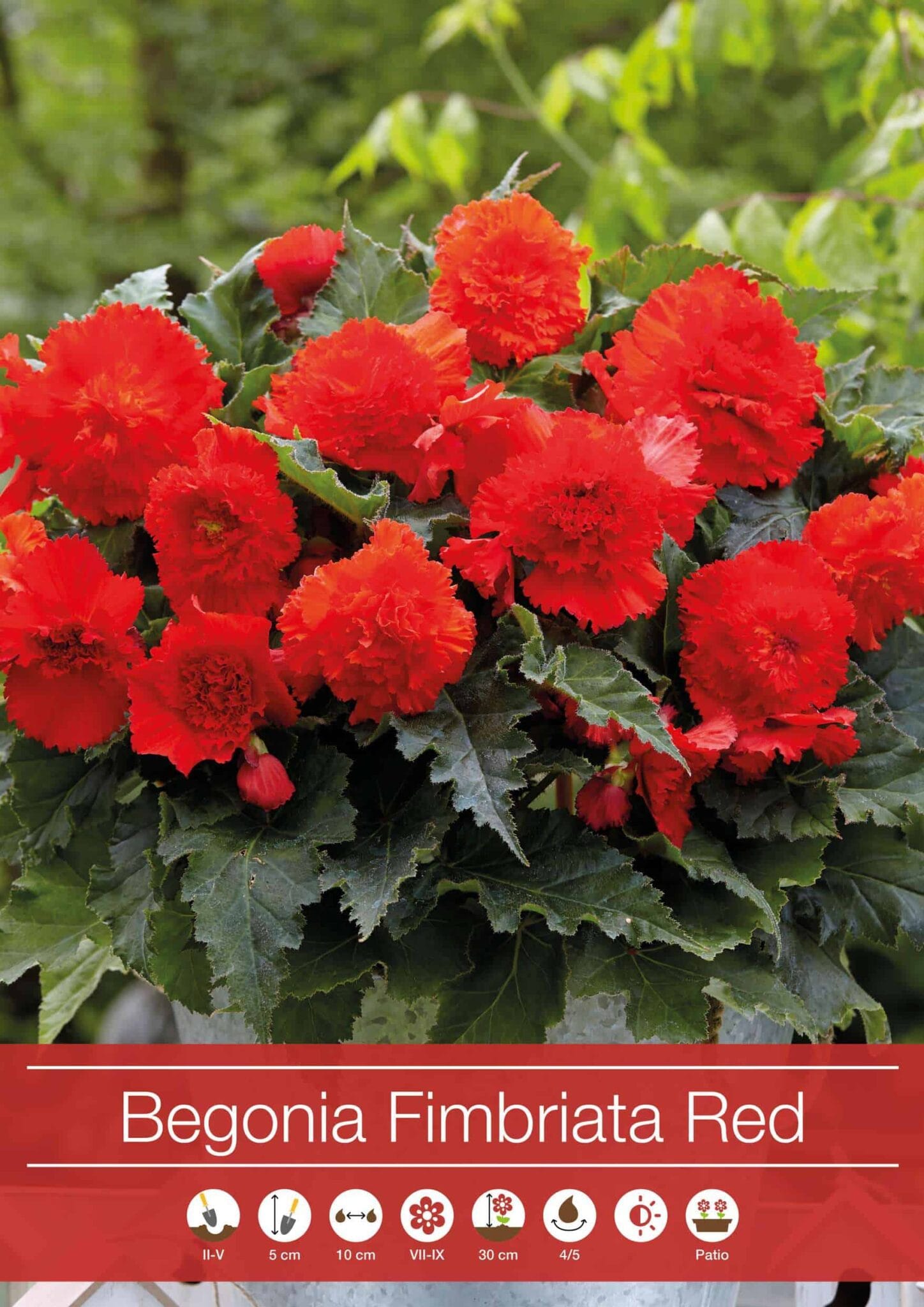 Begonia Fimbriata Red
