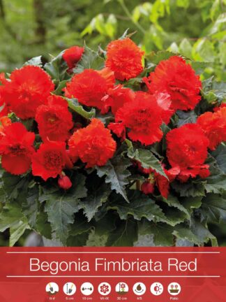 Begonia Fimbriata Red