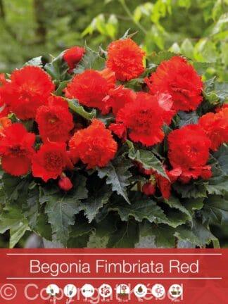 Begonia Fimbriata Red