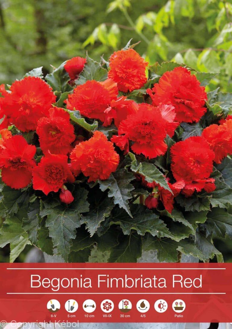 Begonia Fimbriata Red