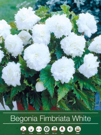 Begonia Fimbriata White