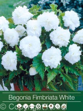 Begonia Fimbriata White
