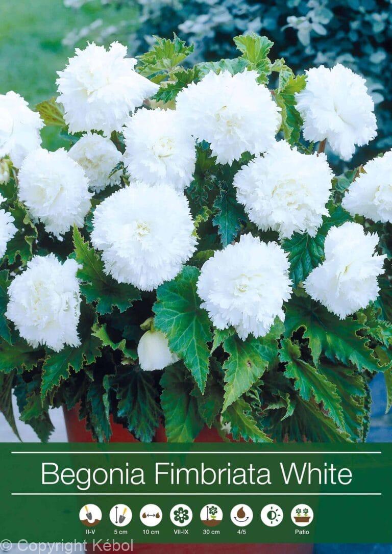 Begonia Fimbriata White