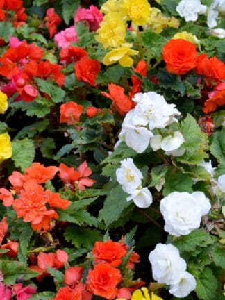 Begonia hybrid Fimbriata Mixed  - bag
