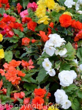 Begonia hybrid Fimbriata Mixed - bag
