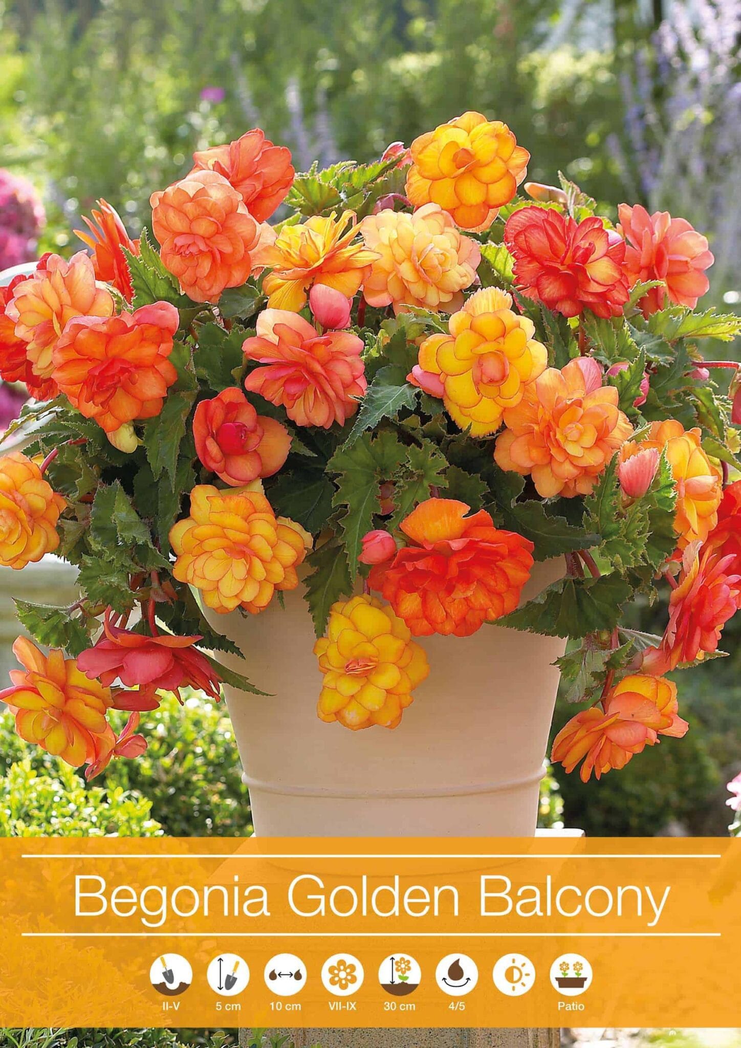 Begonia Golden Balcony